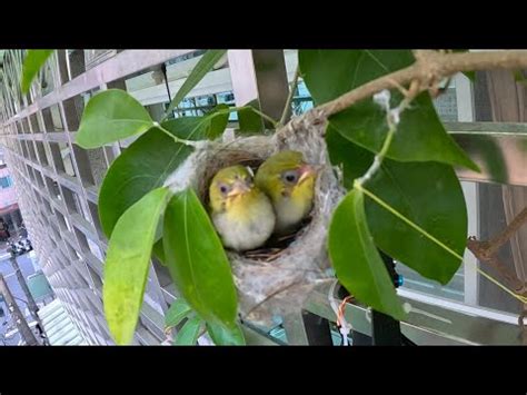 鳥在家築巢風水|鳥巢風水：居家好運密碼